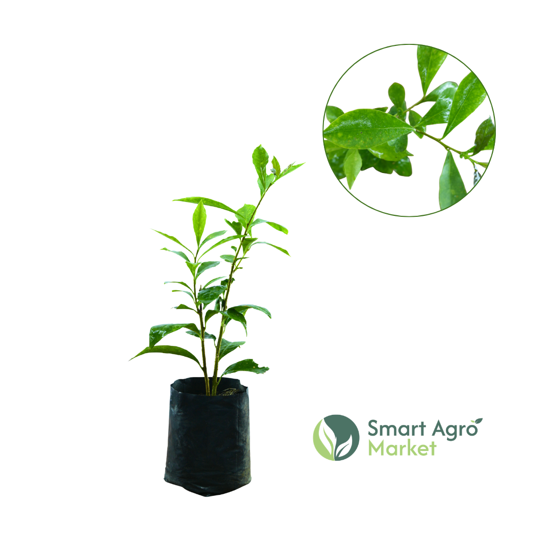 Yesterday-Today-and-Tomorrow Plant / Brunfelsia pauciflora | සැරියුත්මුගලන්